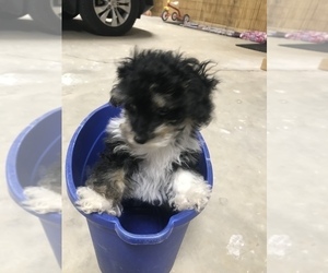 Maltipoo Puppy for sale in JASPER, GA, USA