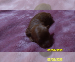 Poodle (Toy) Puppy for sale in DULUTH, GA, USA