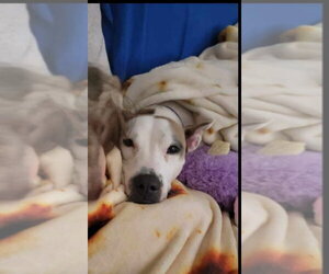 Mutt Dogs for adoption in Atlanta, GA, USA