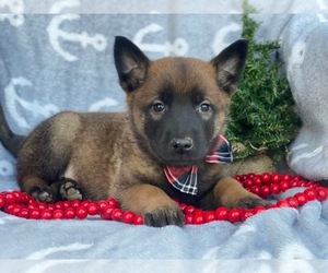 Belgian Malinois Puppy for sale in CEDAR LANE, PA, USA