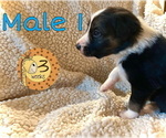 Small #2 Border Collie