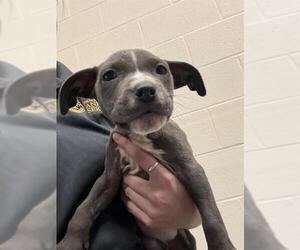 Mutt Dogs for adoption in Louisville, KY, USA