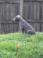 American Bully Puppy for sale in YORK, PA, USA
