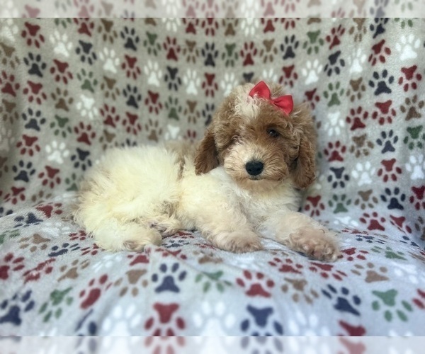 Medium Photo #7 Cock-A-Poo Puppy For Sale in LAKELAND, FL, USA