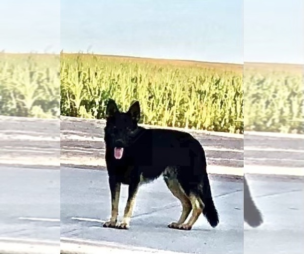 Medium Photo #33 German Shepherd Dog Puppy For Sale in BRIGHTON, CO, USA