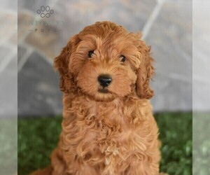 Poodle (Miniature) Puppy for sale in MILL HALL, PA, USA