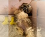 Small #3 Shih Tzu