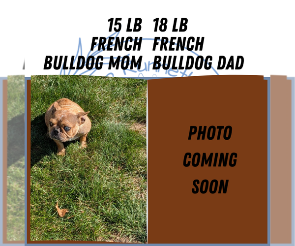 Medium Photo #9 French Bulldog Puppy For Sale in GOSHEN, IN, USA