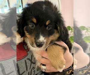 Miniature American Shepherd Puppy for sale in OREGON CITY, OR, USA