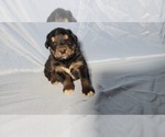 Small Photo #12 Golden Mountain Dog Puppy For Sale in BLACK FOREST, CO, USA