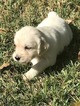 Small Photo #2 English Cream Golden Retriever Puppy For Sale in LAKELAND, FL, USA