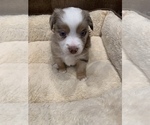 Small #15 Miniature Australian Shepherd