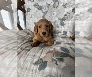 Goldendoodle Puppy for sale in SATSUMA, FL, USA