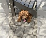 Small #3 Goldendoodle (Miniature)