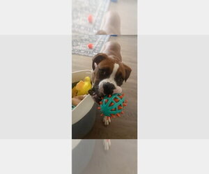 Boxer Dogs for adoption in Austin, TX, USA