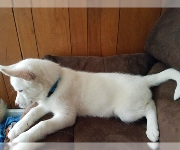 Medium Photo #3 Siberian Husky Puppy For Sale in ILION, NY, USA