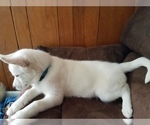 Small Photo #3 Siberian Husky Puppy For Sale in ILION, NY, USA