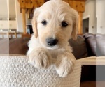 Small #7 Goldendoodle