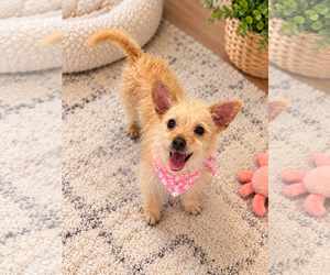 Cairn Terrier-Unknown Mix Dogs for adoption in Phoenix, AZ, USA