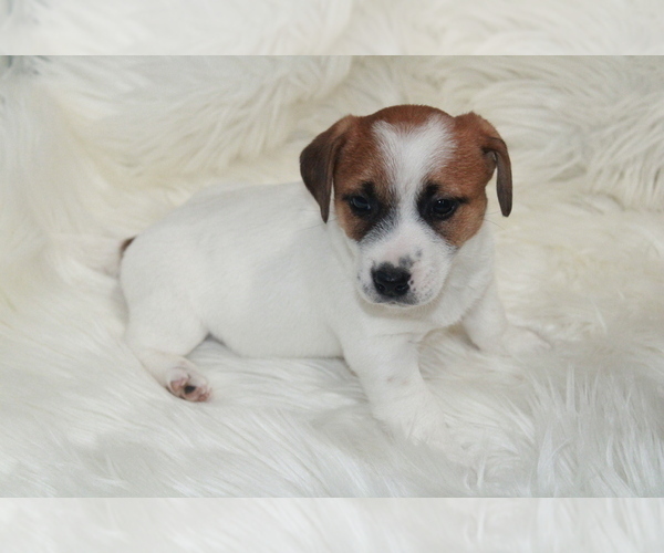 Medium Photo #2 Jack Russell Terrier Puppy For Sale in BENTON, IL, USA