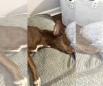 Small #11 Labrador Retriever Mix