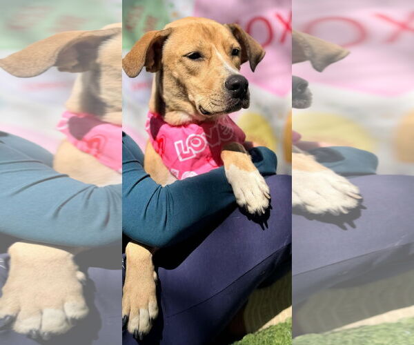 Medium Photo #1 Mutt Puppy For Sale in Pompano Beach , FL, USA