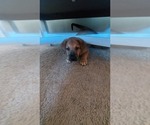 Puppy Yellow German Shepherd Dog-Malinois Mix