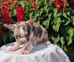 Small #9 Faux Frenchbo Bulldog