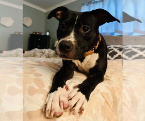 American Pit Bull Terrier-Unknown Mix Dogs for adoption in Germantown, OH, USA