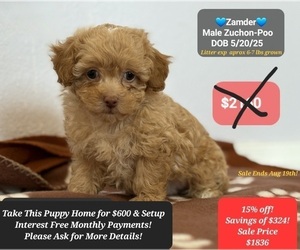 Poodle (Toy)-Zuchon Mix Puppy for sale in TUCSON, AZ, USA