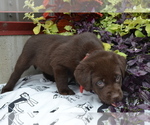 Small Photo #17 Labrador Retriever Puppy For Sale in GREENWOOD, WI, USA