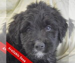 Small Golden Retriever Mix