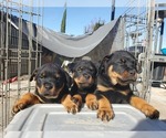 Small Photo #4 Rottweiler Puppy For Sale in FRESNO, CA, USA