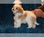 Small #18 Goldendoodle (Miniature)