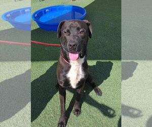 Mercury- $75 Adoption Fee! Diamond Dog! - Male Labrador Retriever-Unknown Mix Dog for Adoption - Photo #4