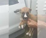 Small Labrador Retriever Mix