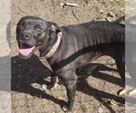 Small American Staffordshire Terrier