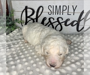 Goldendoodle Puppy for sale in CONCEPTION JUNCTION, MO, USA