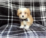 Small #2 Cavapoo