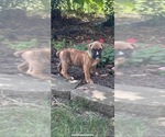 Puppy Puppy 4 Boxer