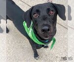 Small #1 Labrador Retriever Mix