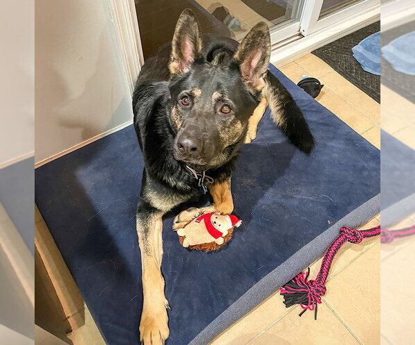 Medium Photo #1 German Shepherd Dog Puppy For Sale in Millburn, NJ, USA
