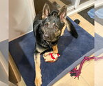 Small German Shepherd Dog