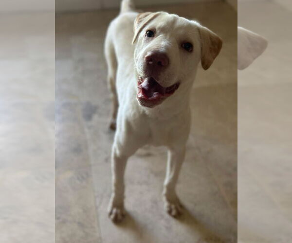 Medium Photo #3 Labrador Retriever-Unknown Mix Puppy For Sale in Royal Palm Beach, FL, USA
