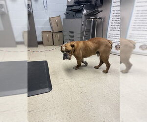 American Bulldog Dogs for adoption in Stockton, CA, USA