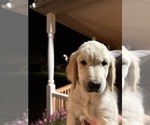 Puppy Joey Golden Retriever