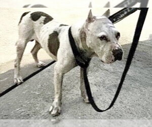 TAZ - Male Argentinian Mastiff-Unknown Mix Dog for Adoption - Photo #2