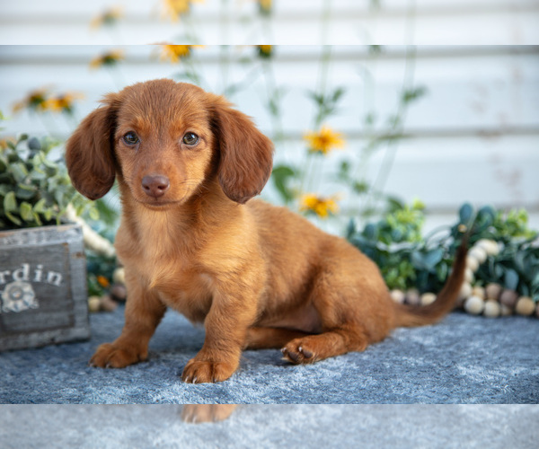 Medium Photo #2 Dachshund Puppy For Sale in ELIZABETHTOWN, PA, USA