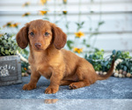 Puppy Maggie Dachshund