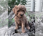 Puppy Moose Goldendoodle (Miniature)
